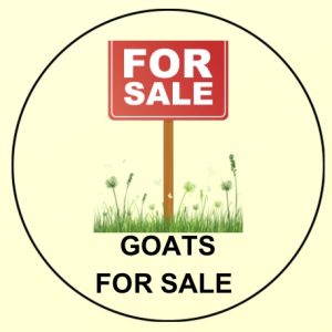 Sales Advertisement
