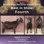 Best in Show Forth Place MGBA Virtual Show 2020