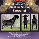 Best in Show Second Place MGBA Virtual Show 2020