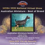 Best in Breed Australian Miniature MGBA Virtual Show 2020