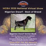 Best in Breed Nigerian Dwarf MGBA Virtual Show 2020