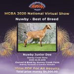 Best in Breed Nuwby MGBA Virtual Show 2020