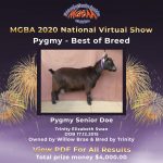 Best in Breed Pygmy MGBA Virtual Show 2020